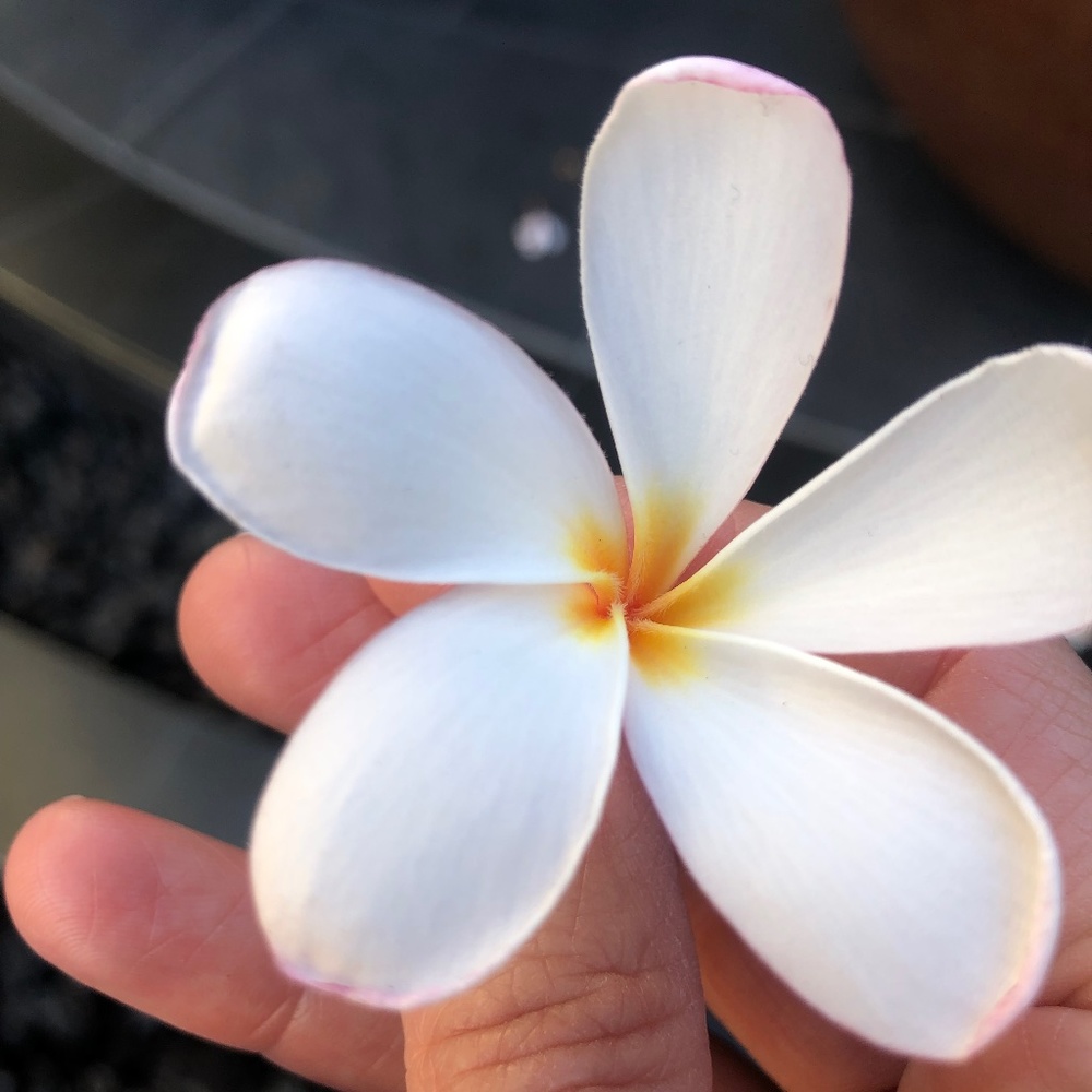 Meet your Posher, Jen